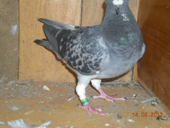 Picture 056; Acum il tin de reproductie
