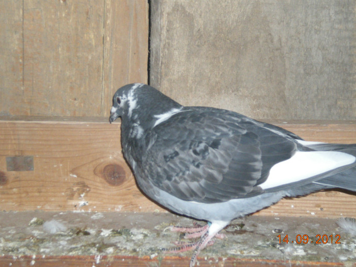 Picture 062; un pui scos la mine din porumbeii domnului Farcas Ciprian SI Andreea
