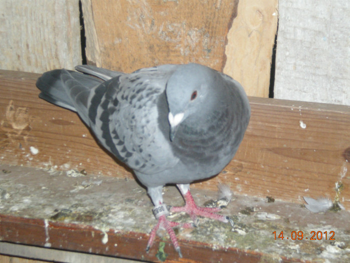 Picture 064; De la domnul Farcas Ciprian SI Andreea
