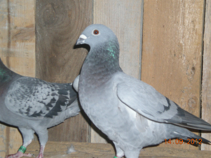 Picture 068; 0180480-2011 este scoasa din '409 si '416
