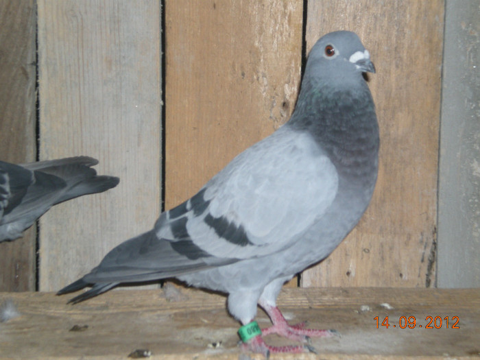 Picture 071; A clasat Budapesta ca pui la domnul Farcas Ciprian SI Andreea
