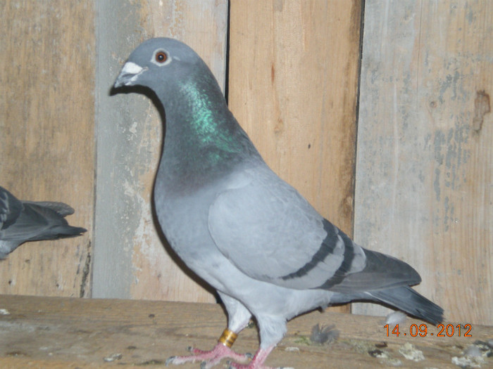 Picture 073; Mama femelei care a clasat Budapesta
