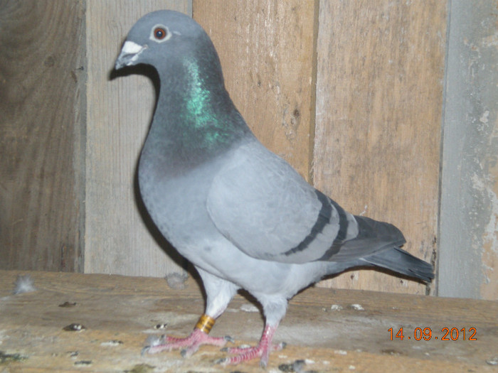 Picture 074; Are norma ca pui
