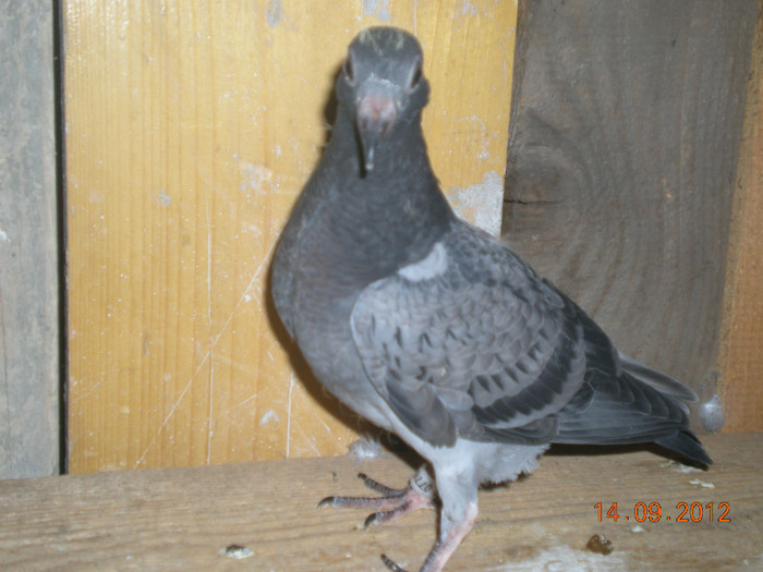 Picture 086; pui din '420
