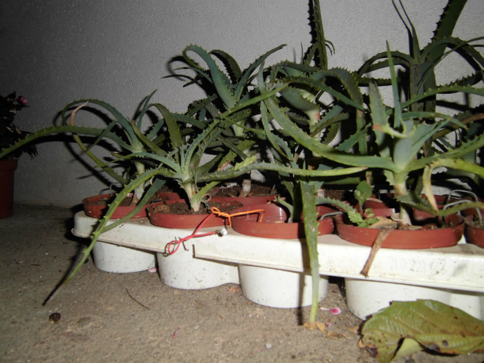 Iunie 2012 - Aloe arborescens-experiment