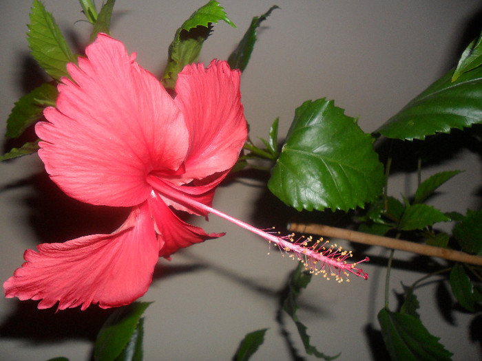 Hibiscus Rouge Tropique