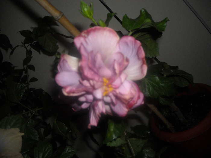 hibiscus Thunderhead - Hibiscus 2012-3