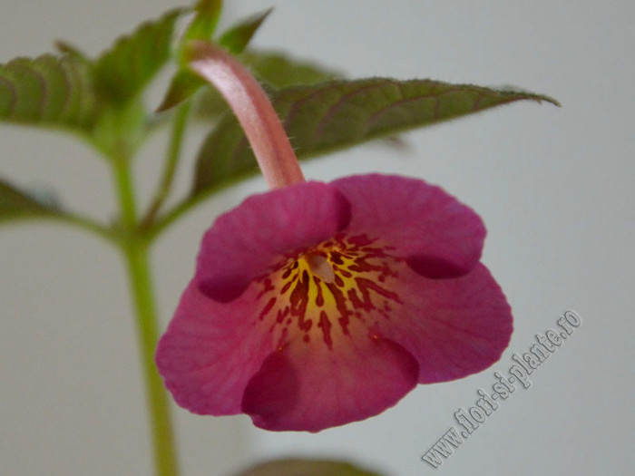 Achimenes Hard to Get - ACHIMENES II