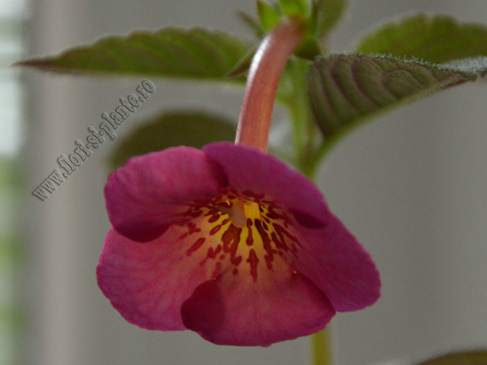 Achimenes Hard to Get - ACHIMENES II