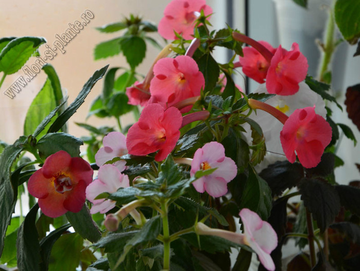 Achimenes mix; 2012
