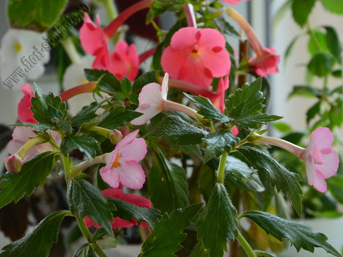 Achimenes mix - ACHIMENES II