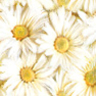 1 daisy