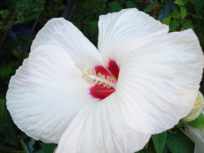 DSC07687 - Hibiscus moscheutos