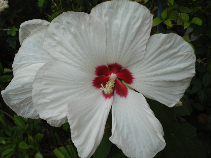 DSC07882 - Hibiscus moscheutos