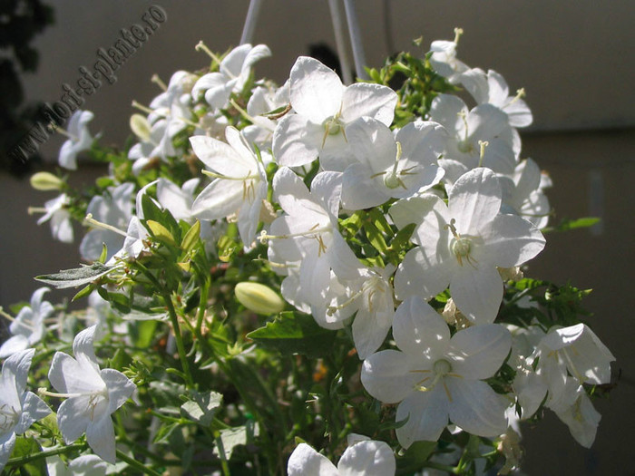 Campanula - Flori gradina