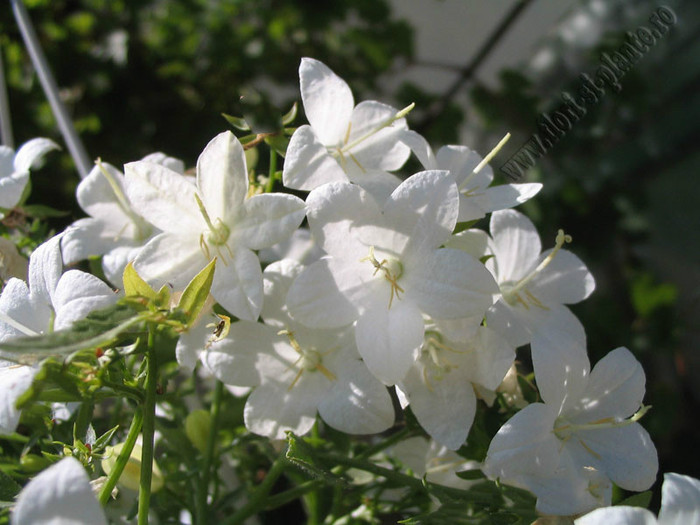 Campanula - Flori gradina