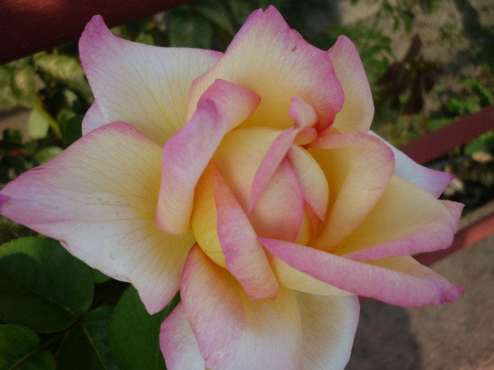 P1030232 - Rosa - Hibi - trandafir