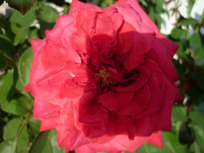 P1030233 - Rosa - Hibi - trandafir