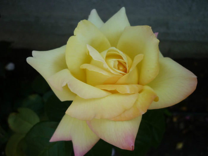P1030234 - Rosa - Hibi - trandafir