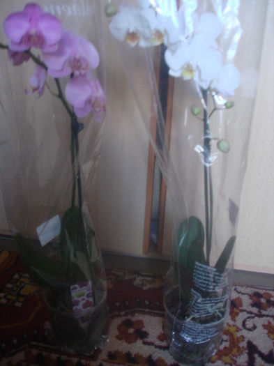 DSC06965; orhidee alb mov
