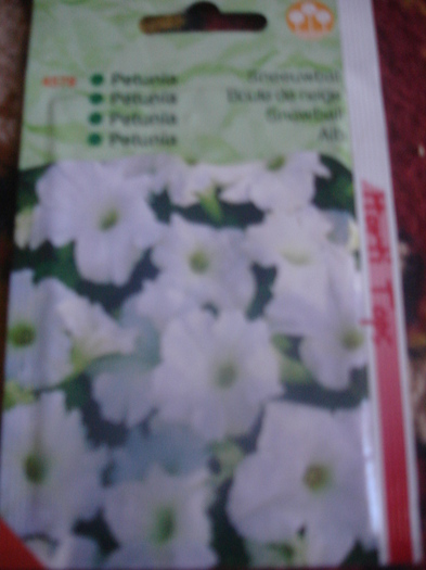 DSC06969; petunia alba
