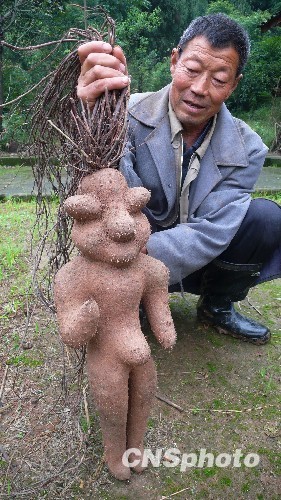 polygonum multiflorum radacina