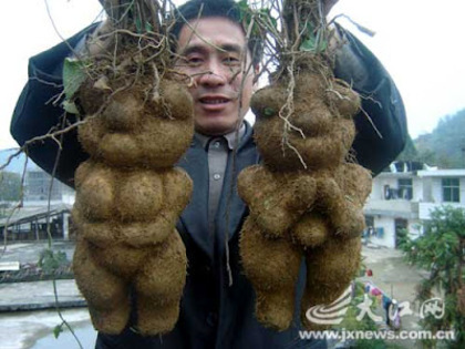 polygonum- multiflorum radacina