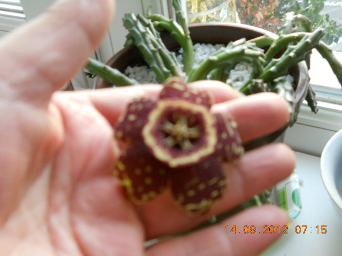 14.09.2012 024 - STAPELIA VARIEGATA