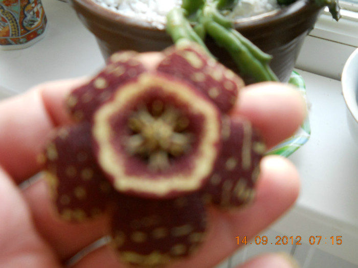 14.09.2012 026 - STAPELIA VARIEGATA