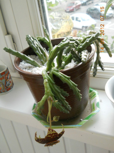 14.09.2012 027 - STAPELIA VARIEGATA