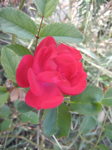 Rose Leipzig (2012, September 12)