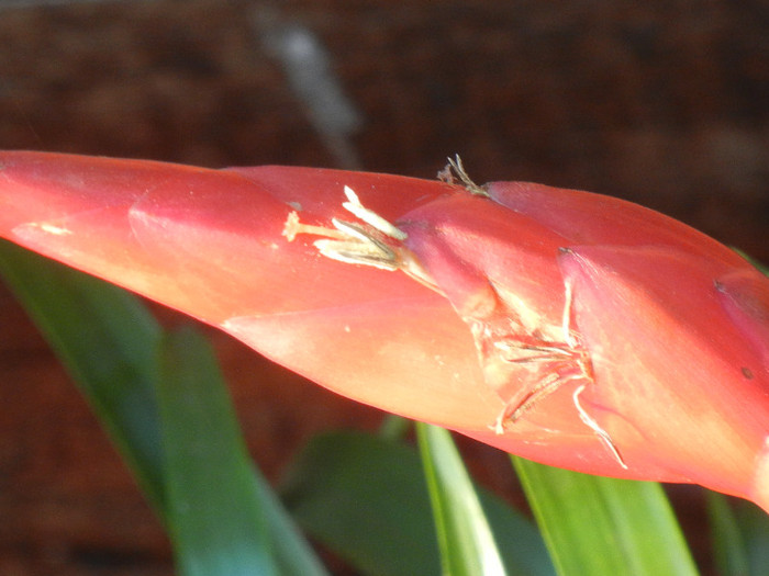 Red Bromeliad (2012, July 21) - Bromeliad Red