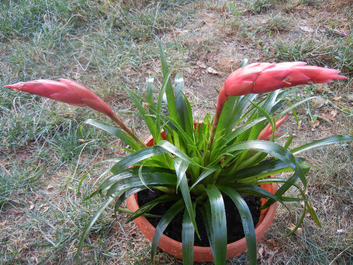 Red Bromeliad (2012, August 11) - Bromeliad Red