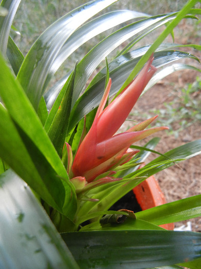 Red Bromeliad (2012, August 11) - Bromeliad Red