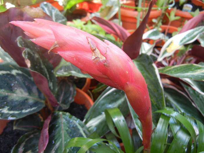 Red Bromeliad (2012, August 13)