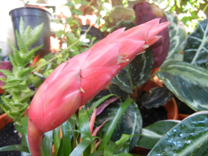 Red Bromeliad (2012, August 13) - Bromeliad Red