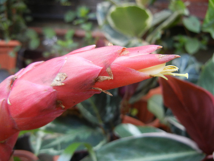 Red Bromeliad (2012, August 17) - Bromeliad Red