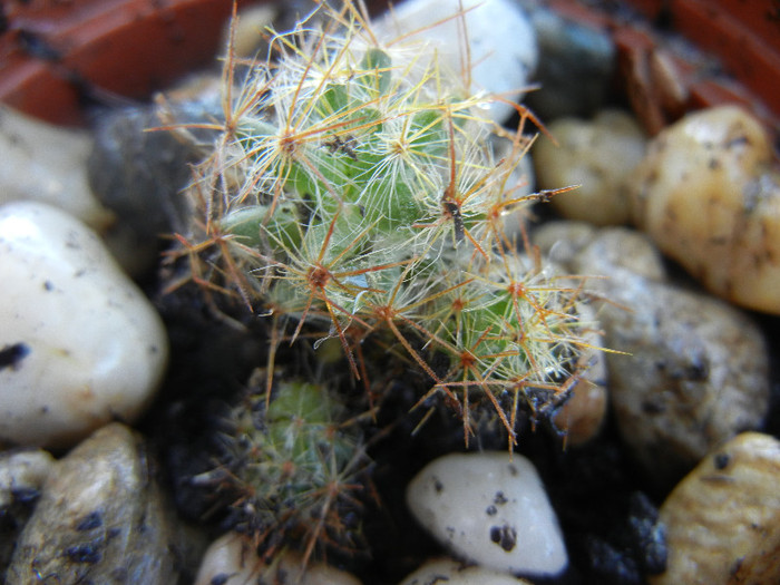 Mammillaria prolifera (2012, Sep.01) - Mammillaria prolifera