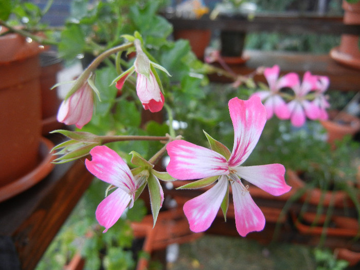 Ivy geranium Bicolor (2012, Sep.12)