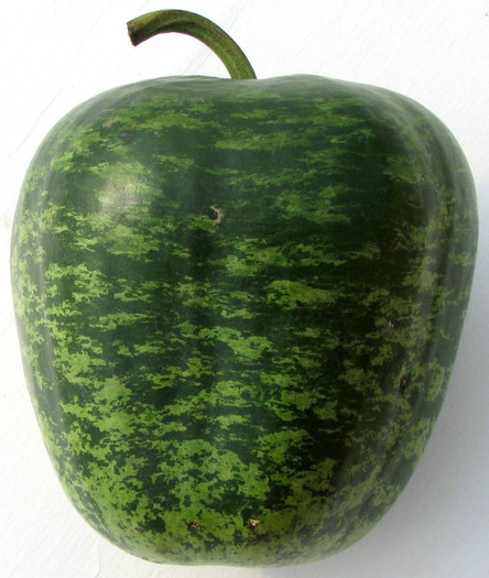 Apple Gourd - dovlecei seminte