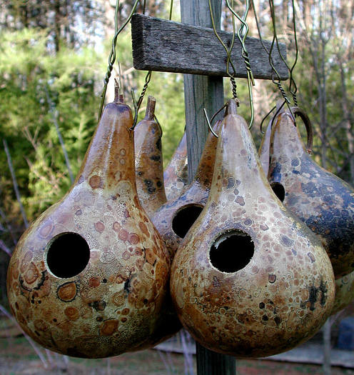 Birdhouse Gourd - dovlecei seminte