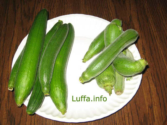 Edible Luffa ,luffa comestibila - dovlecei seminte