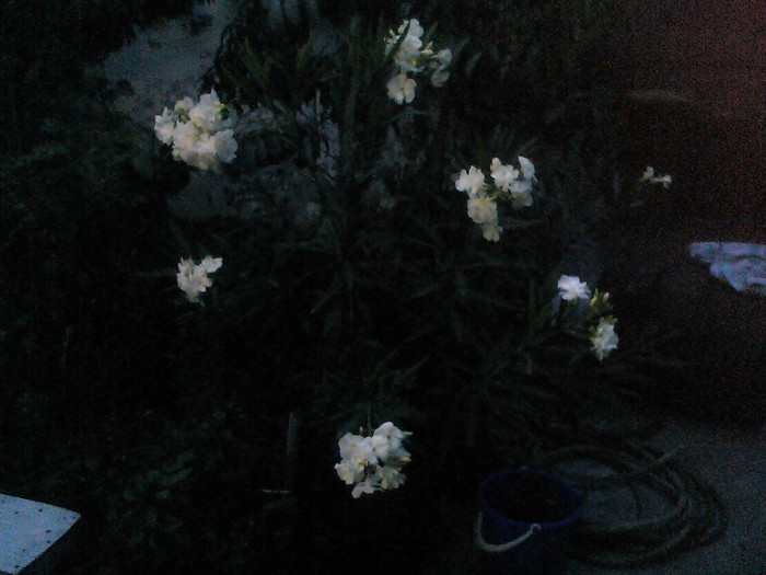 Picture 011