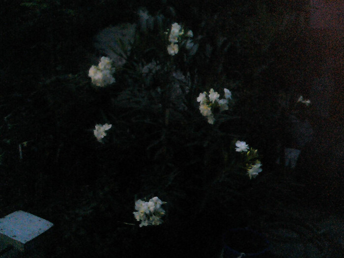 Picture 017
