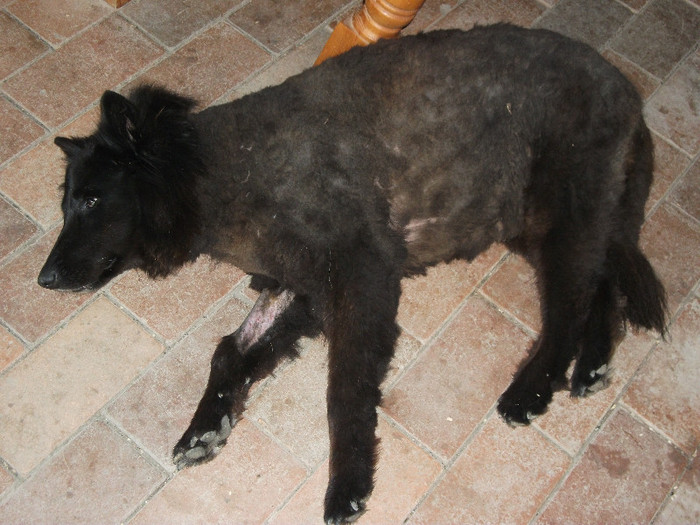 Nena dupa vizita medicului veterinar...