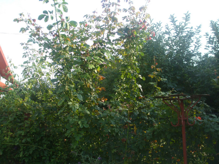 flori 2012 1164