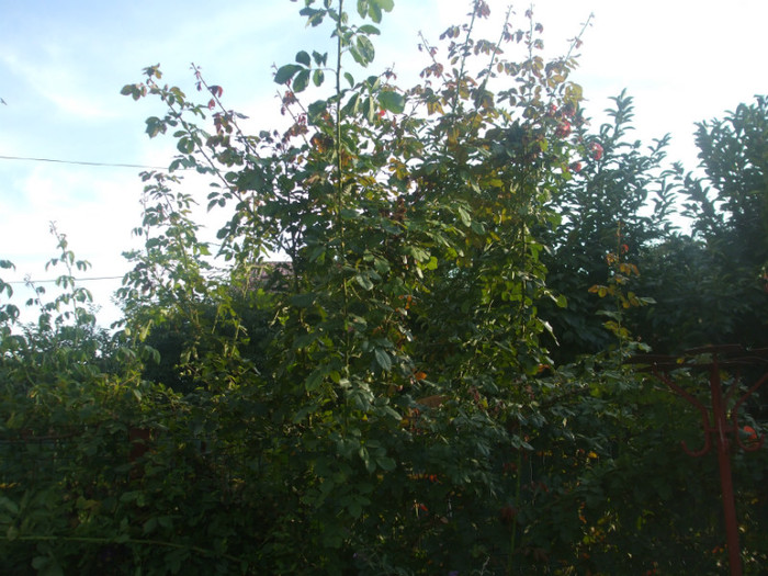 flori 2012 1165