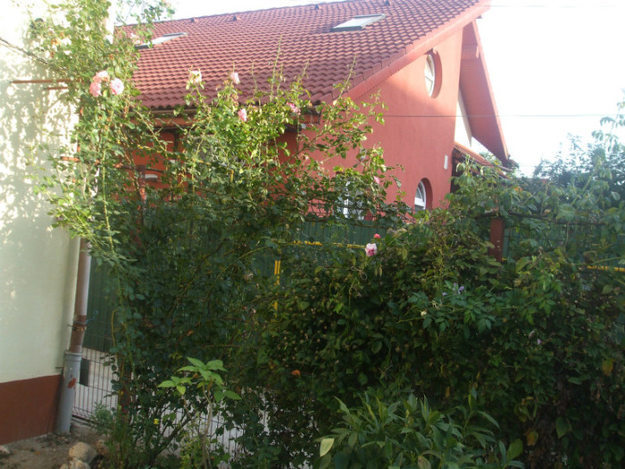 flori 2012 1166