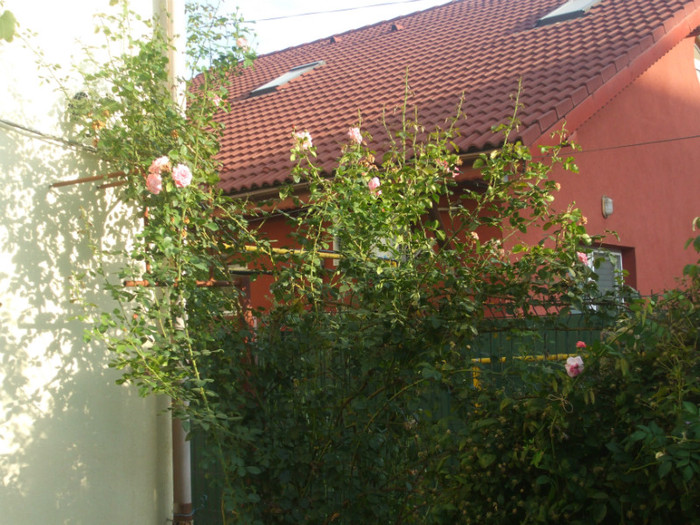 flori 2012 1168
