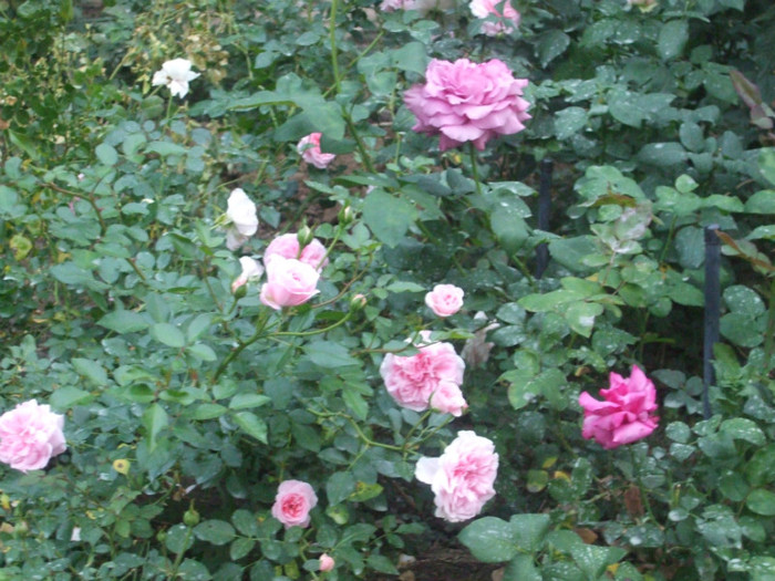 flori 2012 1174